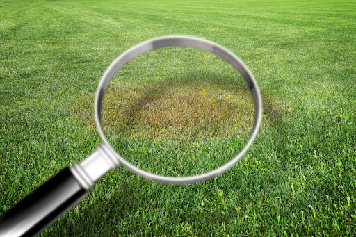 A magnifying glass positioned over a discolored patch of grass.
